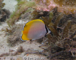 Butterfly fish in Forster, NSW by Ben Schiavi 